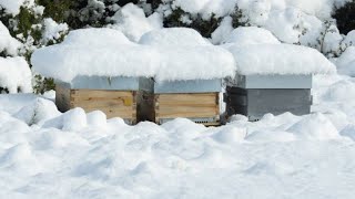 Important Winter Checking Video | Beekeeping At Home | Madhumakhi Palan