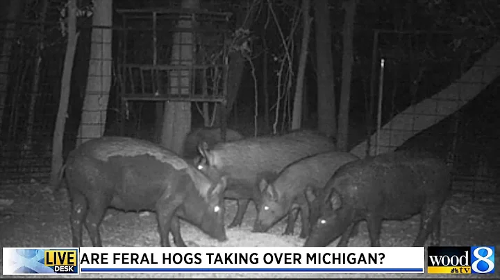 Are feral hogs coming to Michigan?