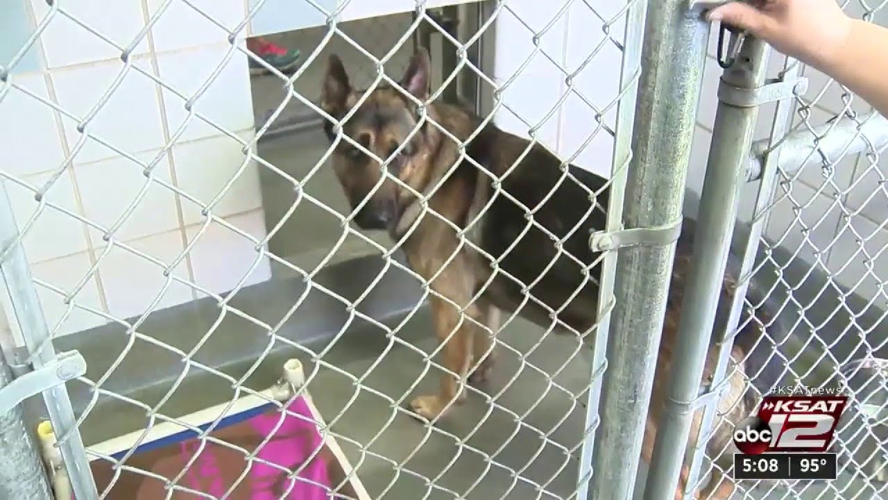 ACS reminds pet owners not to leave pets in their car