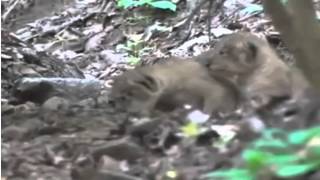 Lion cubs playing