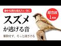 スズメが逃げる音(1時間)。スズメの鳴き声・糞対策に。超音波でスズメを遠ざけるやさしい方法