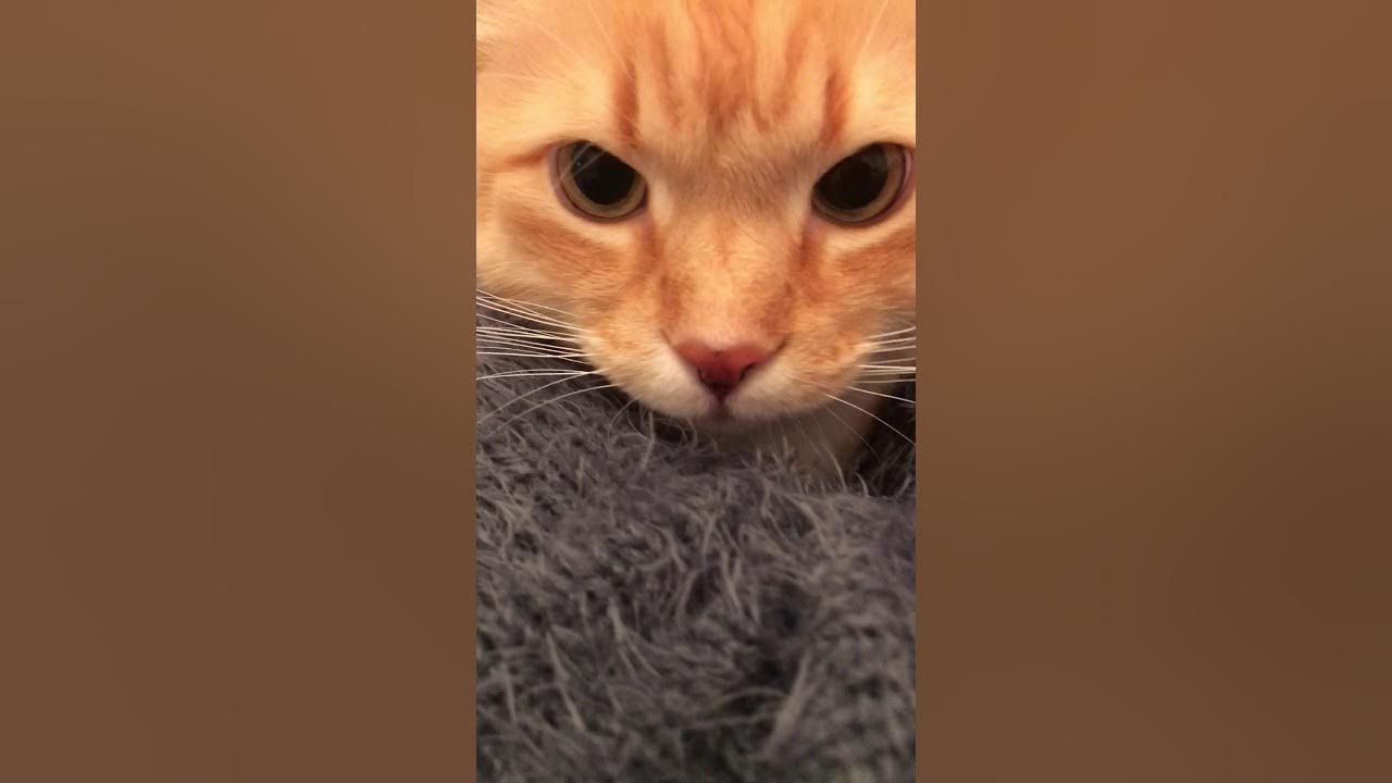 Кот шипит без причины. Кот рычит. кот рычит без причины. кот рычит и шипит. кот в углу шипит.