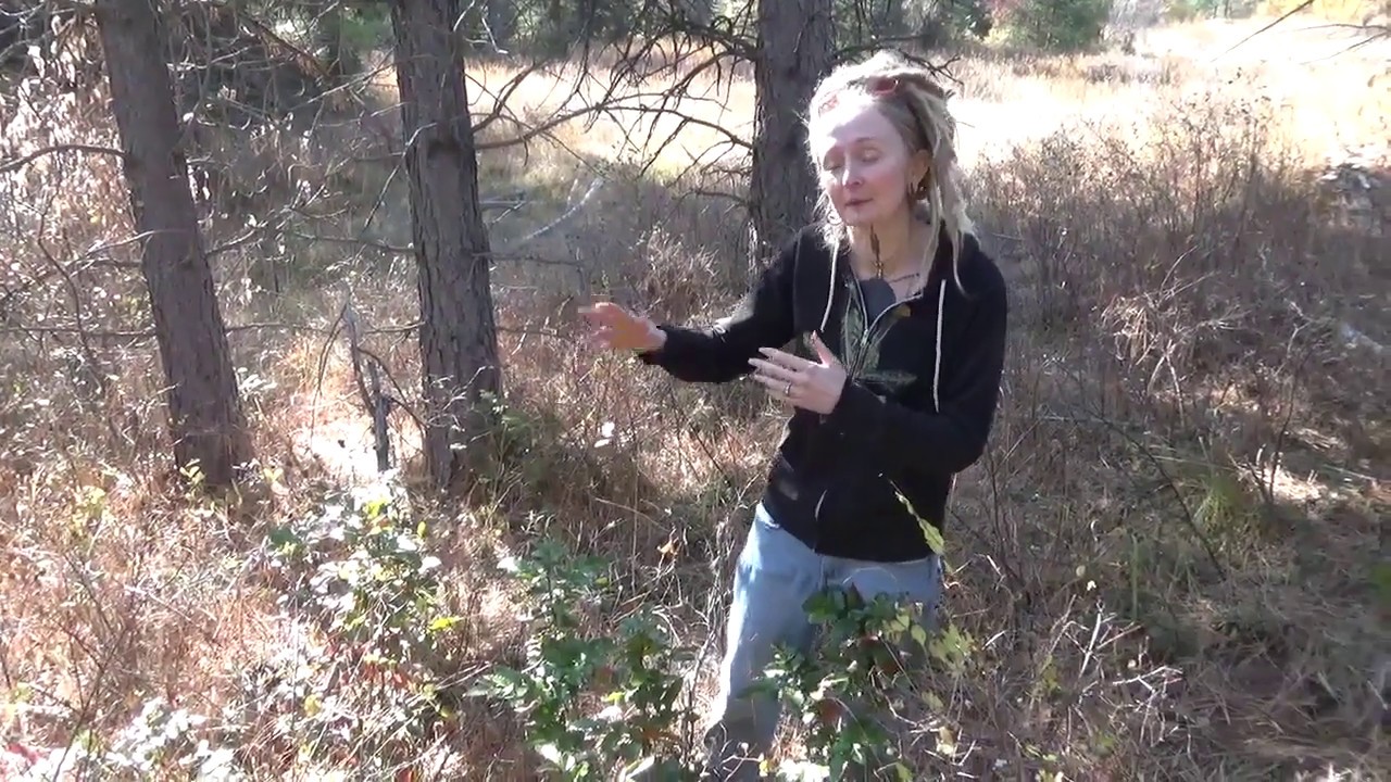 Meeting Oregon grape root in the wild!