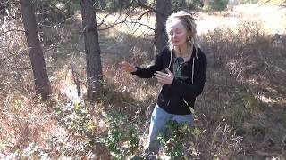 Meeting Oregon grape root in the wild! Meet A Plant Oregon Grape