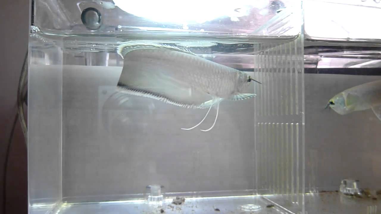 ブラックアロワナ幼魚 11 2 26 Youtube