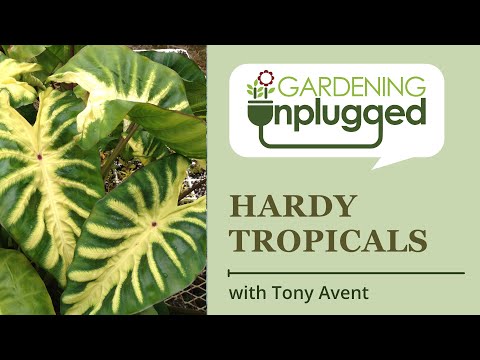 Gardening Unplugged: Hardy Tropicals in the Garden w/ Tony  9.17.21