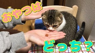 餌あてゲームをやってみたよ！【スコティッシュフォールド】【Scottish Fold】
