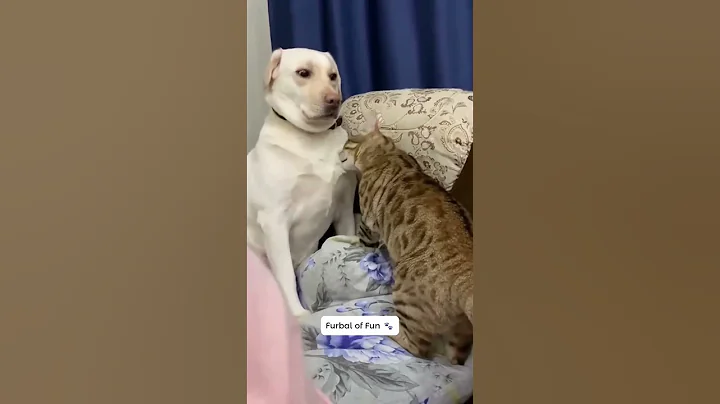 Video 11340791: compilation cats pets animals, cat compilation funny pet, cat best funniest compilation, laugh pets funny cat, loud funny cat