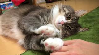 いつも近くにいてくれる猫 ノルウェージャンフォレストキャット flop down.Norwegian Forest Cat.