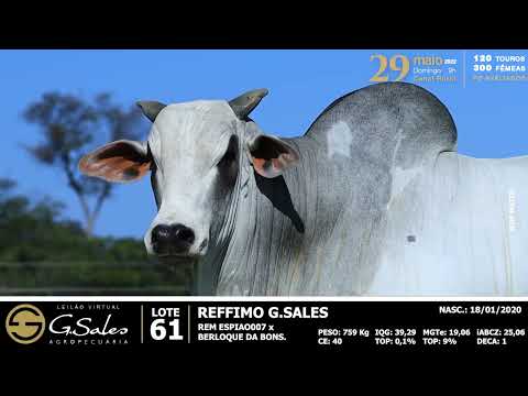 Lote 61 MFBN 7017