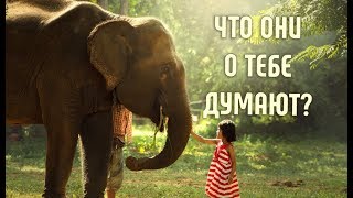 Что слоны думают о людях? | И еще несколько интересных фактов