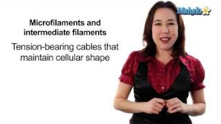 Learn Biology: Cells—Cytoskeleton