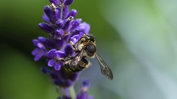 Genetically modified alfalfa