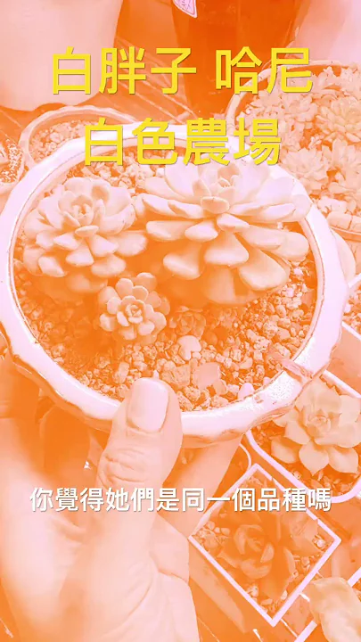 白色農場 白胖子 哈尼 #多肉植物
