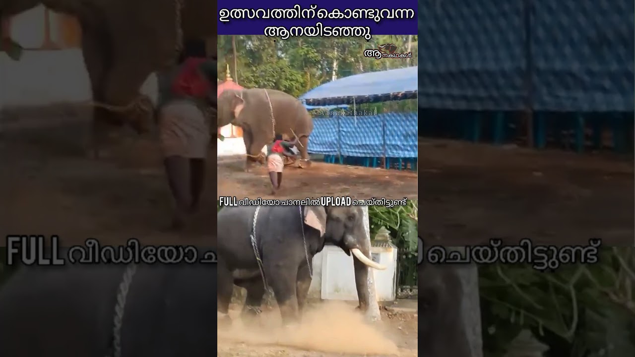 ഉത്സവത്തിന് കൊണ്ടുവന്ന ആന ഇടഞ്ഞു | Elephant attack kerala 2025 | maradi sree ayyappan elephant