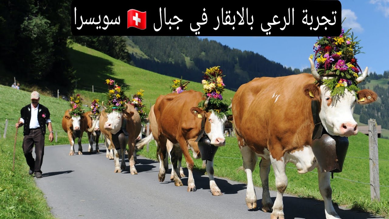 لقيت خدمة راعي البقر سويسري 🇨🇭#switzerland