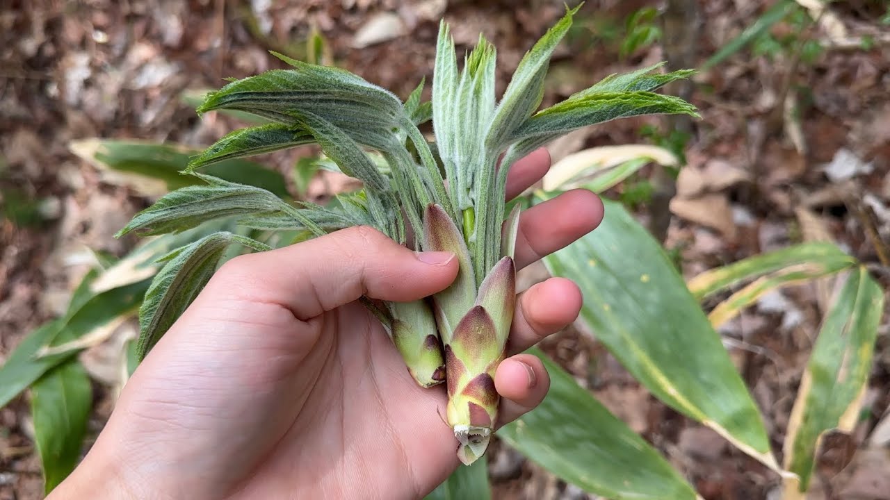 山菜採り　9種類使った山菜フルコース　(ボツにできませんでした)