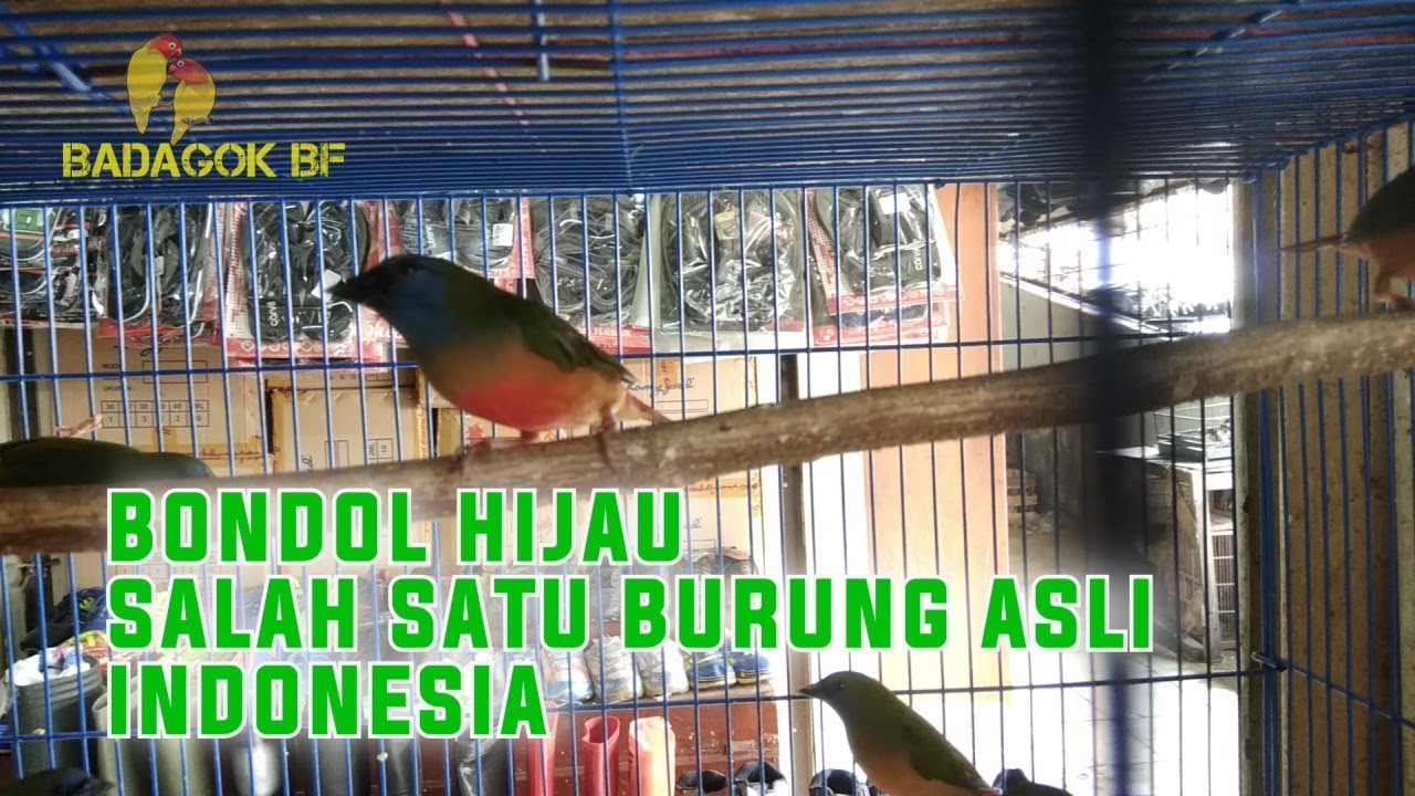 Burung Cantik Asli Indonesia Bernama Bondol Hiaju Erythrura