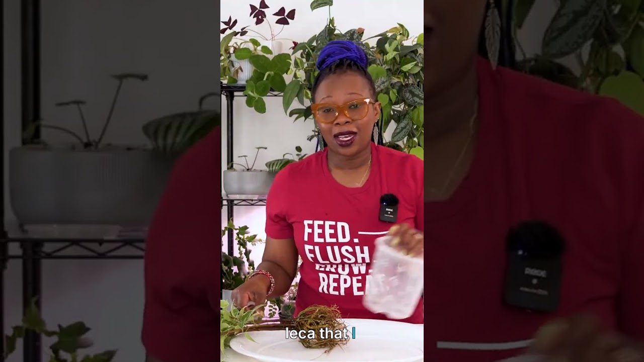 Repot with me Soil to Leca: Ficus Edition