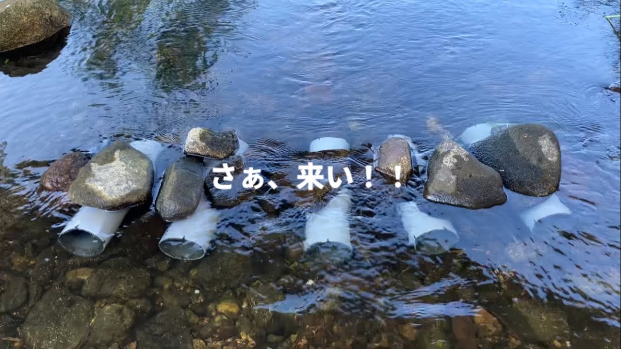 色々な餌をパイプの罠に仕込んだら手長エビはどれに入るのか