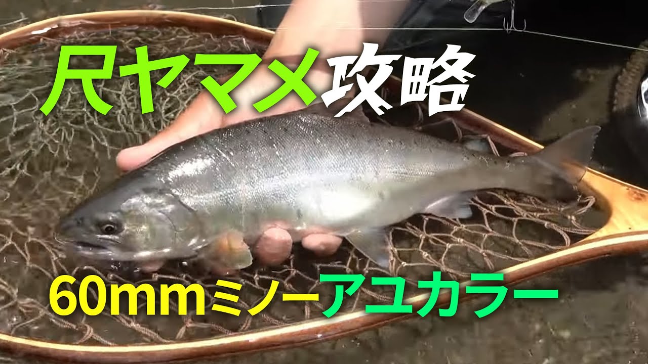 【尺ヤマメ】60mmアユカラーで攻略する桂川【トラウトルアー】