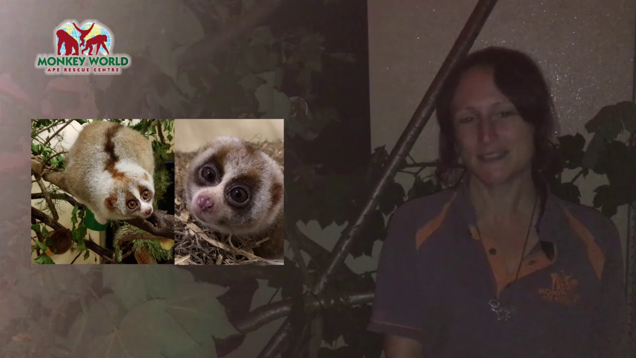 Meet the Loris at Monkey World