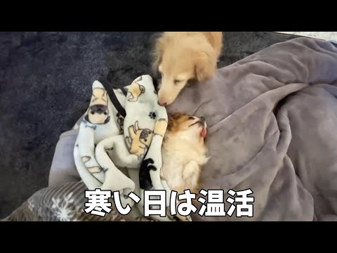 寒い日はぬくぬくしながら寝るダックスフンドとチワワ