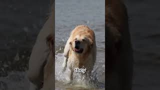 Facts about Golden Retriever Dogs #shorts  #4k #bark #chosua #concho #dog #puppy  #viraldog #bigdog