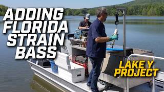 Does adding Florida Strain bass help lakes