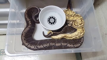 Ball Python - More locks!