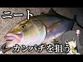 イカのぶっ込みでカンパチを狙うよ!!【秋遠征Part3】