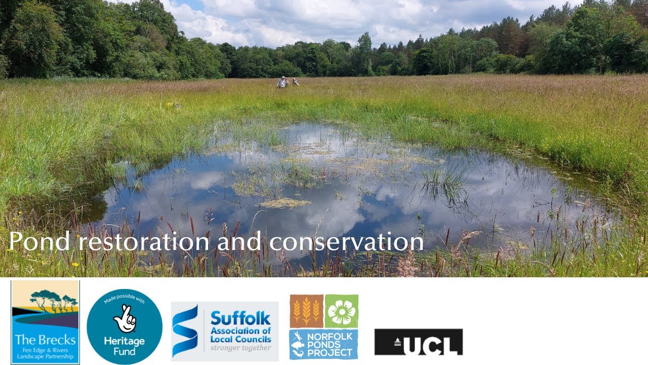 Pond restoration and conservation
