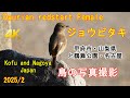 Sony 4K: Daurian redstart Female - ジョウビタキ４K
