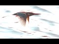 カワセミの飛び出し