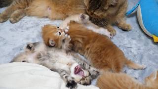 Cute Kittens Who Get Sleepy And Cant Stop Yawning When Groomed...