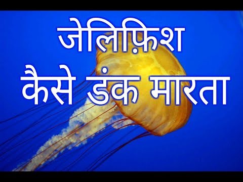 वीडियो: जेलीफ़िश क्यों डंक मारती है