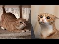 Try not to laugh  new funny cats   meowfunny part 30