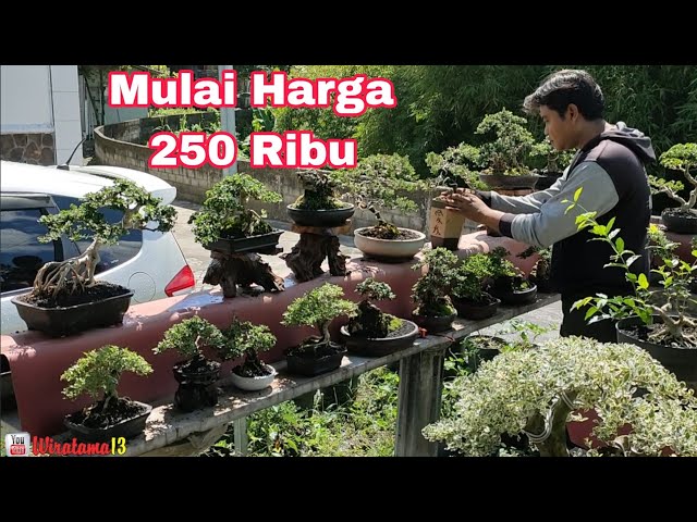 250 RIBU ‼️CEK HARGA BONSAI DIRUMAH MAS HENDRI class=