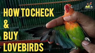 How to check love birds before buying | Lovebird | African lovebird | Love bird complete details screenshot 3