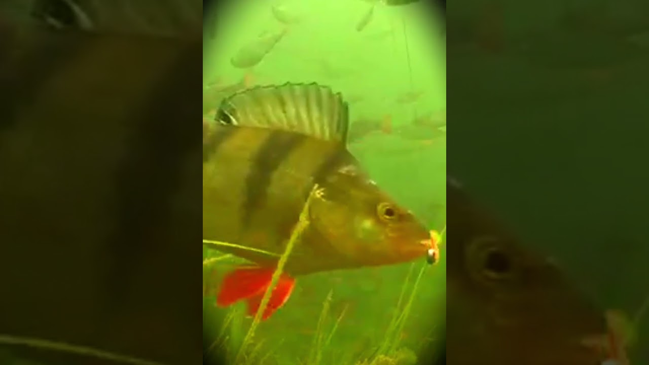 Perch Jig Fishing🎣 Underwater Camera 