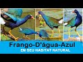 Frango-d'água-azul em seu Habitat Natural registrado em Várzea do Poço