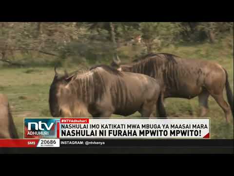 Mbuga Ya Nashulai Ilioko Narok Yavutia Watalii Wengi 