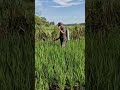 Skill of watering fertilizer on rice plants using unique tools-Agriculture farming #shorts