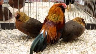 Antwerpener Bartzwerge Goldhalsig, Nr. 84, Deutsche Zwerghuhnschau 2012 Ulm