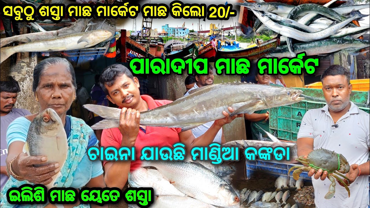 Paradip Macha Marcket / ମାଛ ର ପେଣ୍ଠ ସ୍ଥଳୀ / Odia Vlog @lipsaranientertainment #paradip