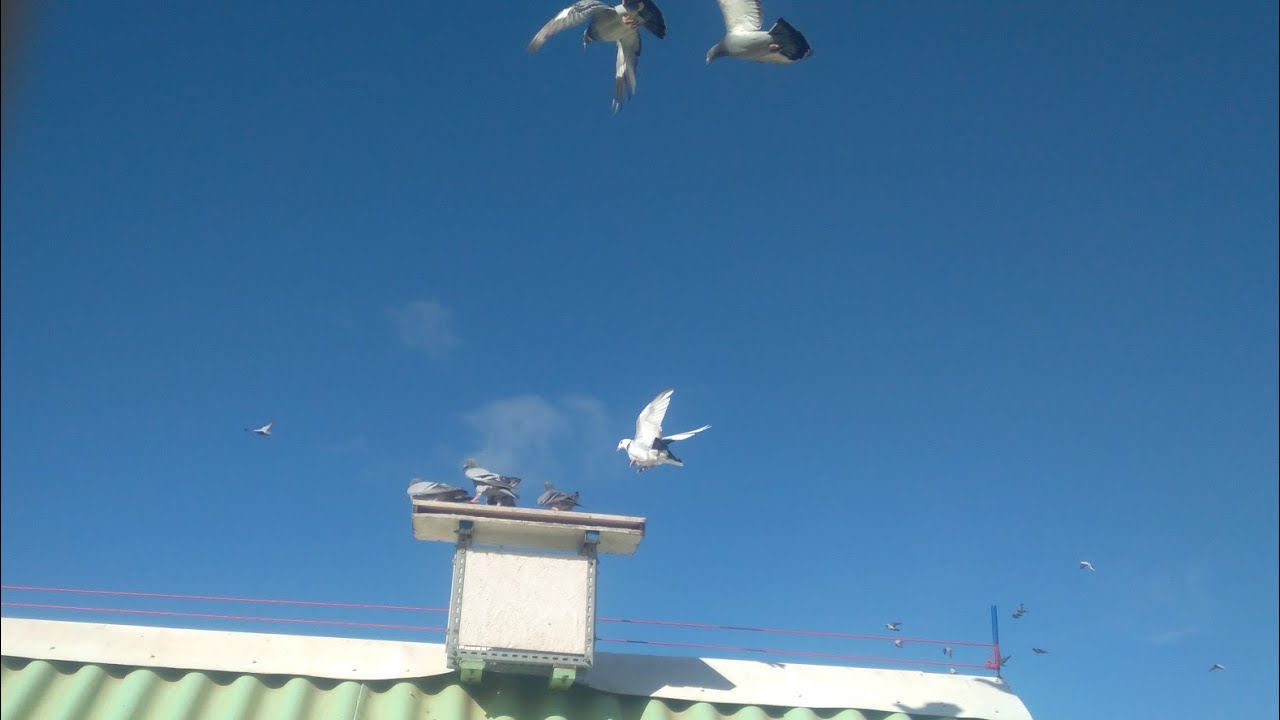 توليعة نقية + معلومات حول نظام التهوية في اللوفت