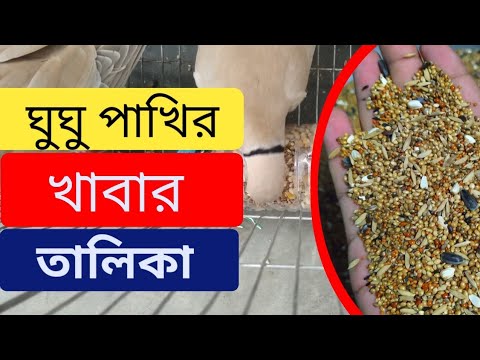 ভিডিও: শোক ঘুঘু কি খেতে ভালো?