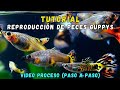 Experimento - Cómo reproducir peces guppys (tutorial)