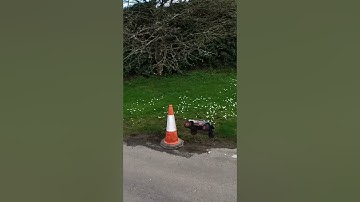 Epic work cone crash #rival #mt10 #crash #epic