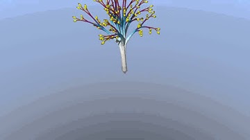 6 dimensional tree fractal